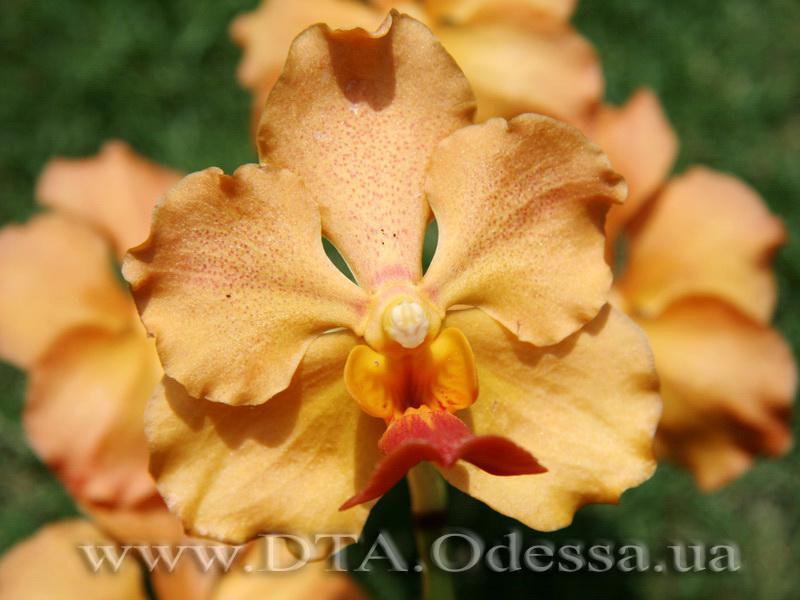 Malaysia, Kuala Lumpur